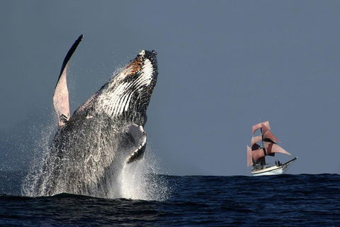 Sydney Harbour Tall Ship Whale & Sail - Whale Watching Cruise - Surfers Paradise Gold Coast 0