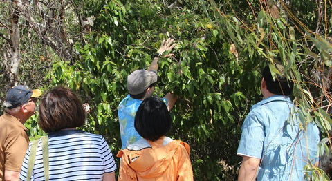Magnetic Island Tour: Maggie Comprehensive - Surfers Paradise Gold Coast 4