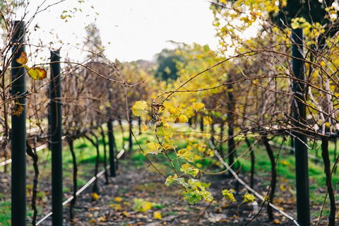 Australian Wine Discovery Tour Ticket - Surfers Paradise Gold Coast 4