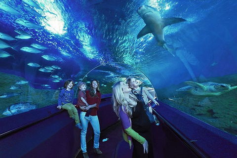 General Admission Entry At AQWA - Surfers Paradise Gold Coast 1