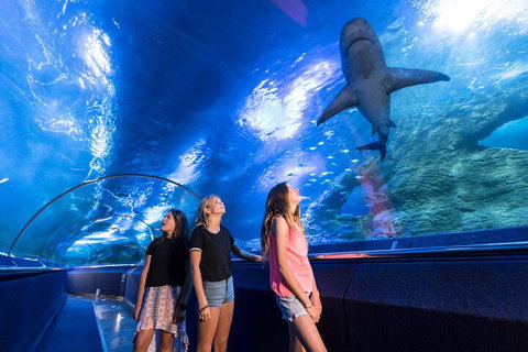 Lunch And General Admission Entry At AQWA - Surfers Paradise Gold Coast 0