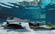 Lunch And General Admission Entry At AQWA - thumb 1