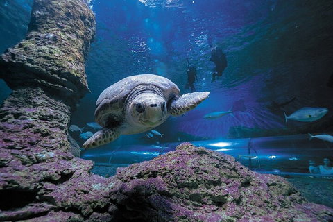 Lunch And General Admission Entry At AQWA - Surfers Paradise Gold Coast 5