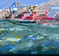 Outer Reef Pontoon Experience from Cairns - Surfers Paradise Gold Coast