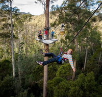 Hollybank Wilderness Adventure - Zipline Tours - Surfers Paradise Gold Coast