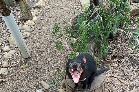 Featherdale Wildlife Park General Admission - Surfers Paradise Gold Coast 1