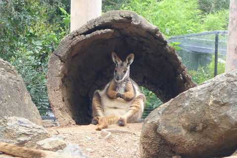 Featherdale Wildlife Park General Admission - Surfers Paradise Gold Coast 2