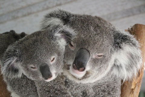 Featherdale Wildlife Park General Admission - Surfers Paradise Gold Coast 4