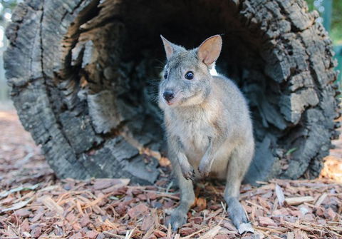 Featherdale Wildlife Park General Admission - Surfers Paradise Gold Coast 5