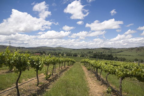 Hunter Valley Wine Tour From Sydney Incl Lunch, Cheese, Chocolate And Distillery - Surfers Paradise Gold Coast 0