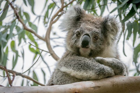Great Ocean Road & Grampians National Park Tour - 3 Days, 2 Nights - Surfers Paradise Gold Coast 2