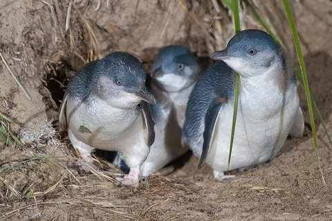 Great Ocean Road & Phillip Island - 3 Days, 2 Nights - Surfers Paradise Gold Coast 2
